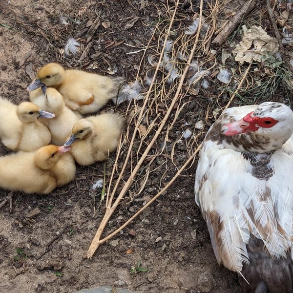 Mama duck & ducklings