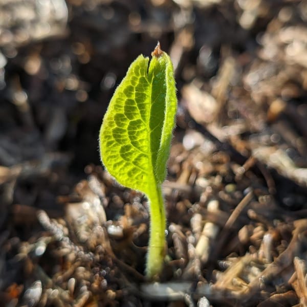 It's alive! The first plant to emerge in the comfrey patch