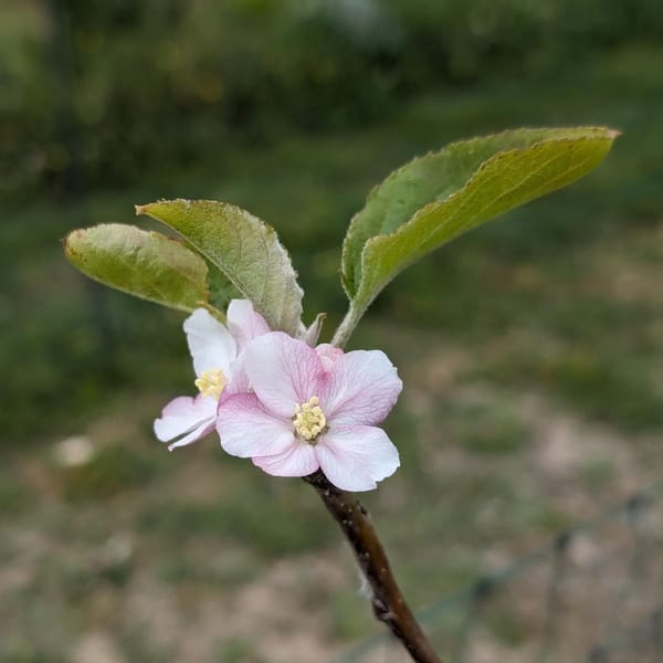 Fashionably late, the apple trees are starting to flower