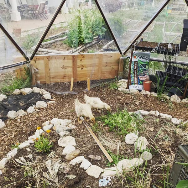 We moved the geese to our greenhouse to provide shelter overnight