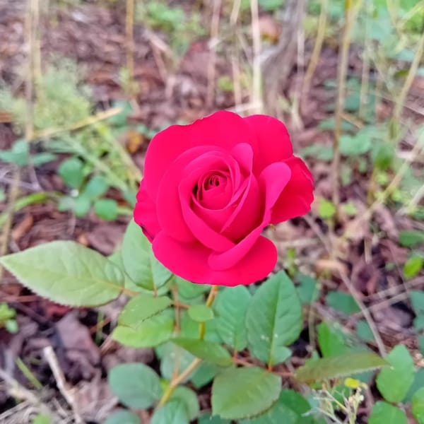 Hello, beautiful #roses