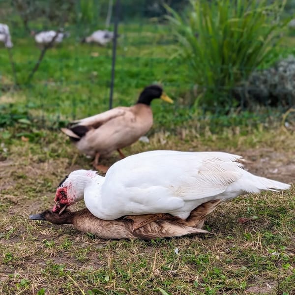Muscovy male mating a Khaki Campbell female