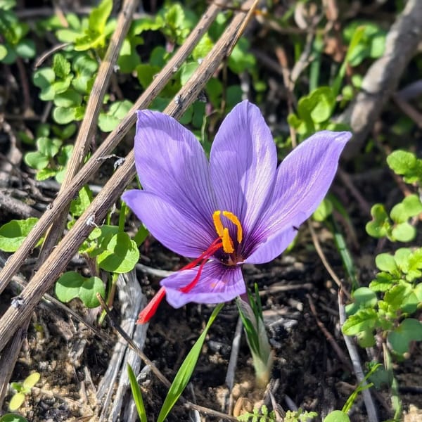 The saffron is flowering!