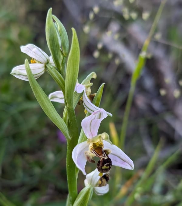 Wild bee-looking orchid
