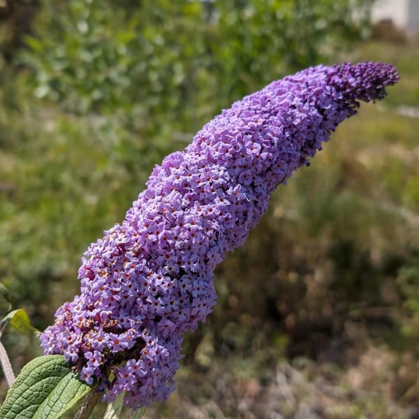 The buddleias are starting to bloom
