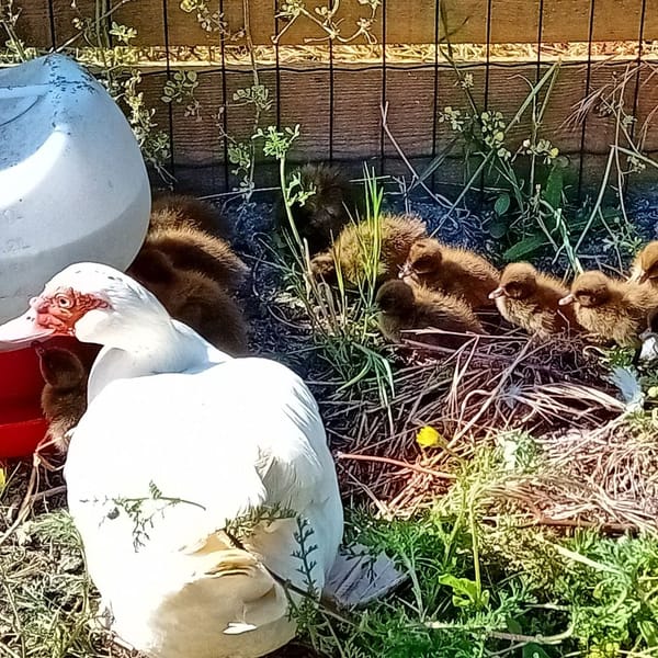 Ducklings and duck are doing great, now exploring their exclusive nursery forage strip