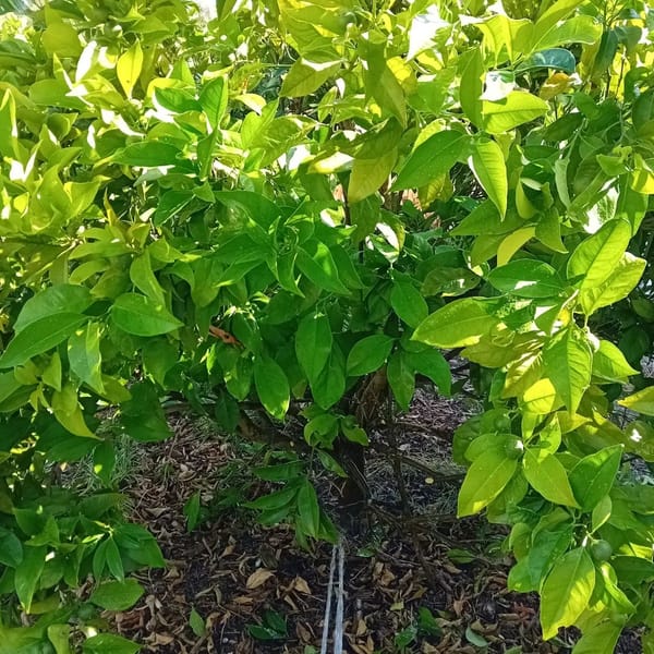 Pruning orange trees and grapes vines