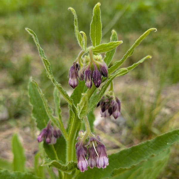 The first comfrey plant to flower, unexpectedly early