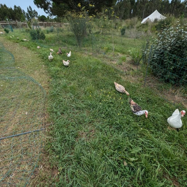 Fresh grass for the adult birds