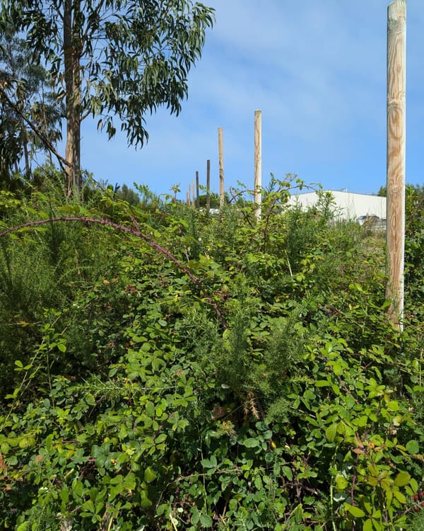 Continued work on clearing a buffer zone around the property