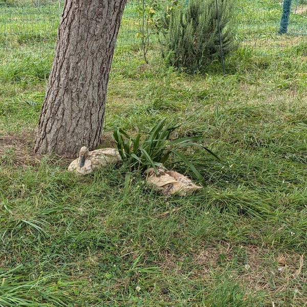 Fresh grass, shade of a tree, water and good company