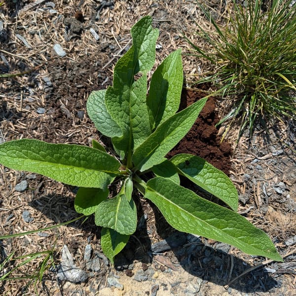 Using coffee grounds to fertilize comfrey