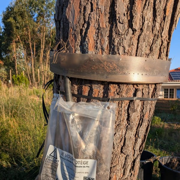 New bag installed on the processionary caterpillar trap on the big pine tree