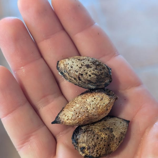 This year's incredible almond and grape harvest 😅