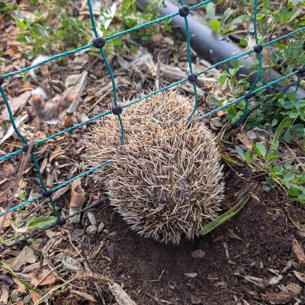 Hedgehog stuck in the electric fence 🥺☠️