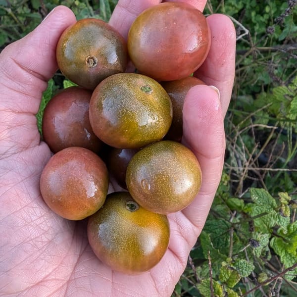 Most likely, these are our last tomatoes of the season