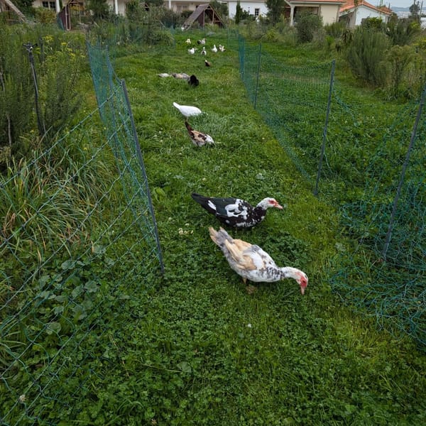 Fresh pasture for the birds, and an electrovalve box broken with the lawnmower during the move (hi David!)