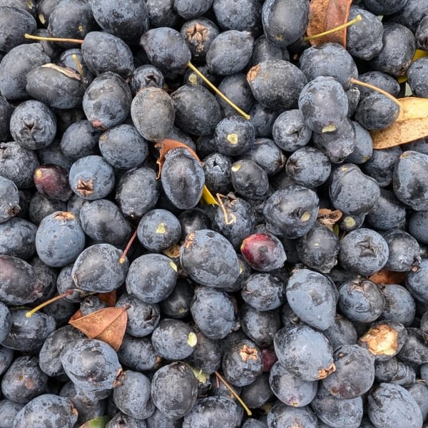 Harvesting myrtle / murtas, also known as wild blueberries