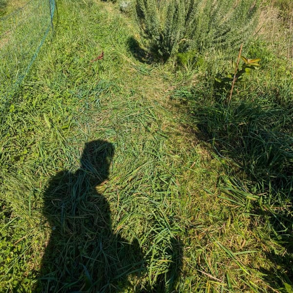 Cleaning: fence lines for the birds, jungly growth in what used to be poor soil, access paths through the berry world