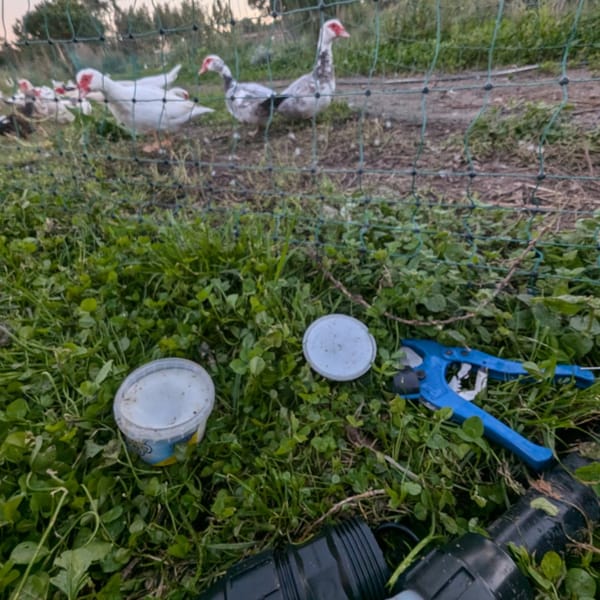 The ducks observing irrigation pipe repair work