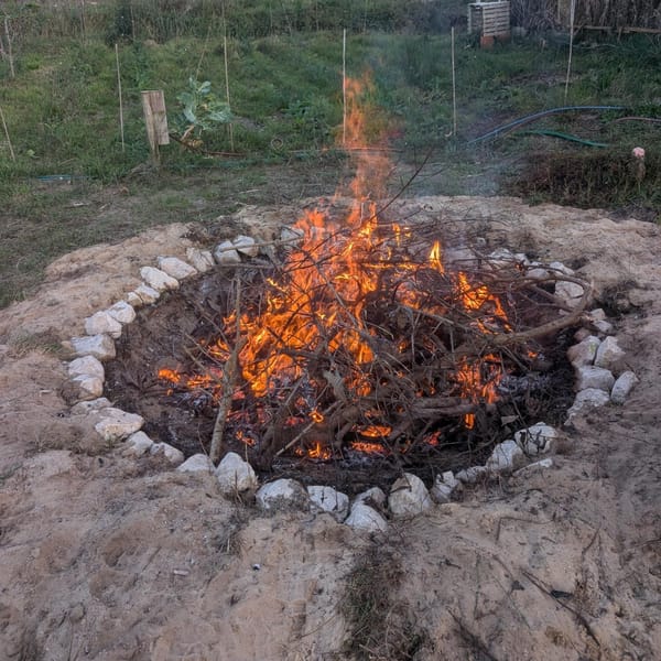 Made biochar for the first time in the cone pit kiln