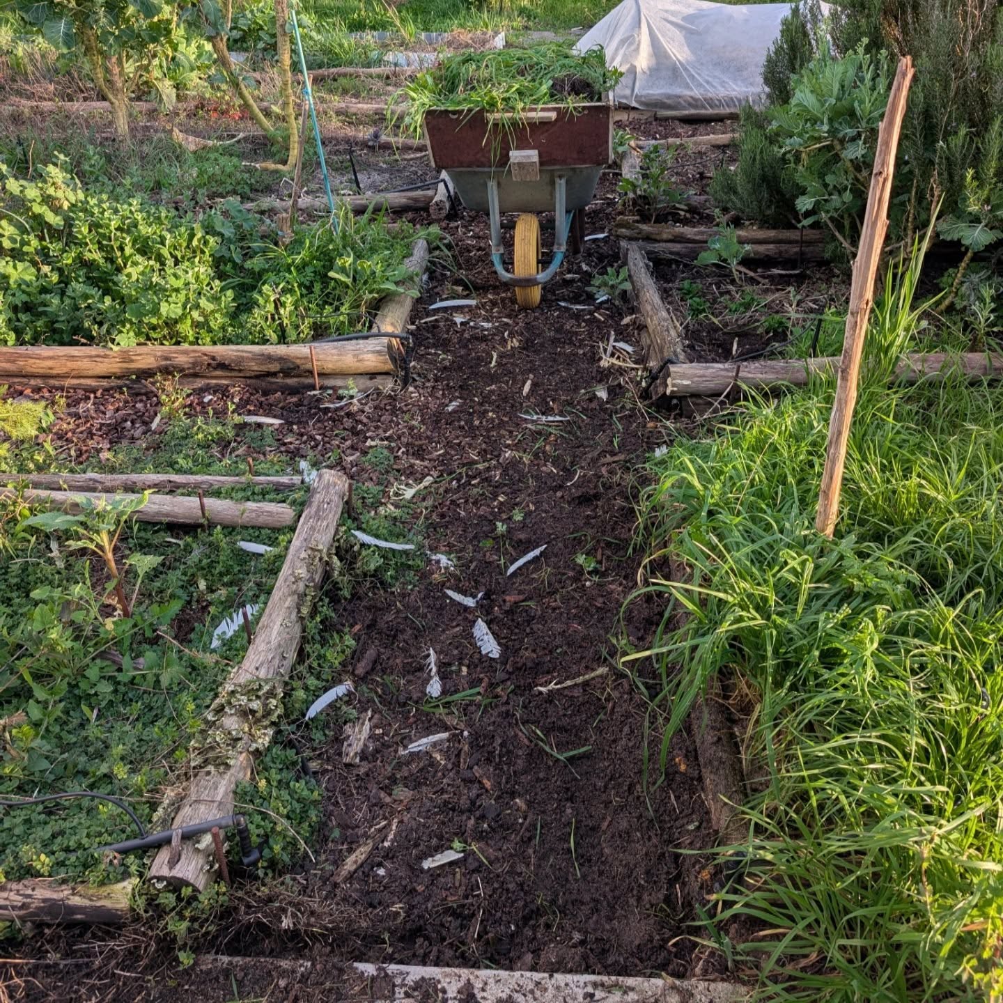 Cleaning veggie garden paths and beds.