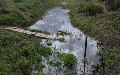 Lots of rain recently! The west swale is full of water and overflowing, the east swale is full, the south pond is at a high point for the winter.