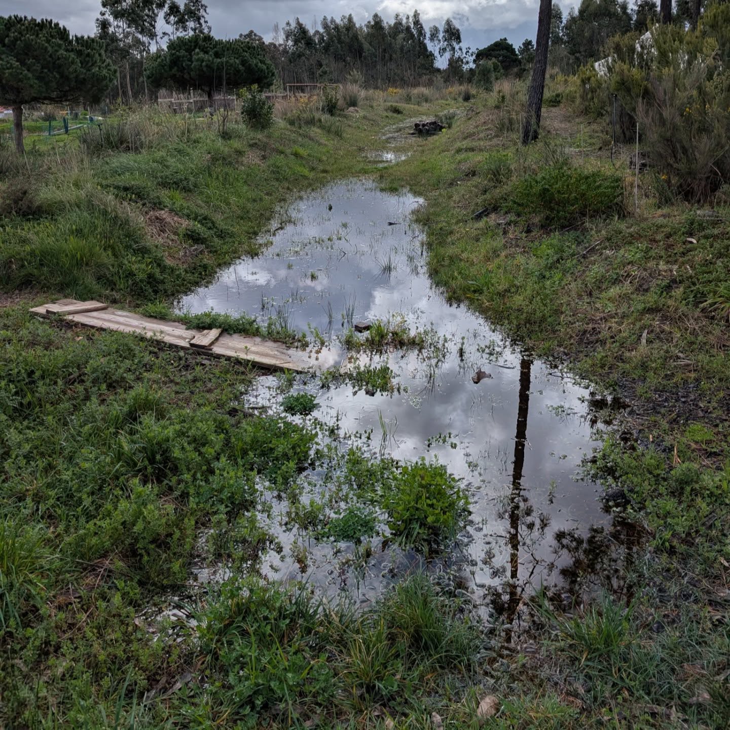 Lots of rain recently! The west swale is full of water and overflowing, the east swale is full, the south pond is at a high point for the winter.