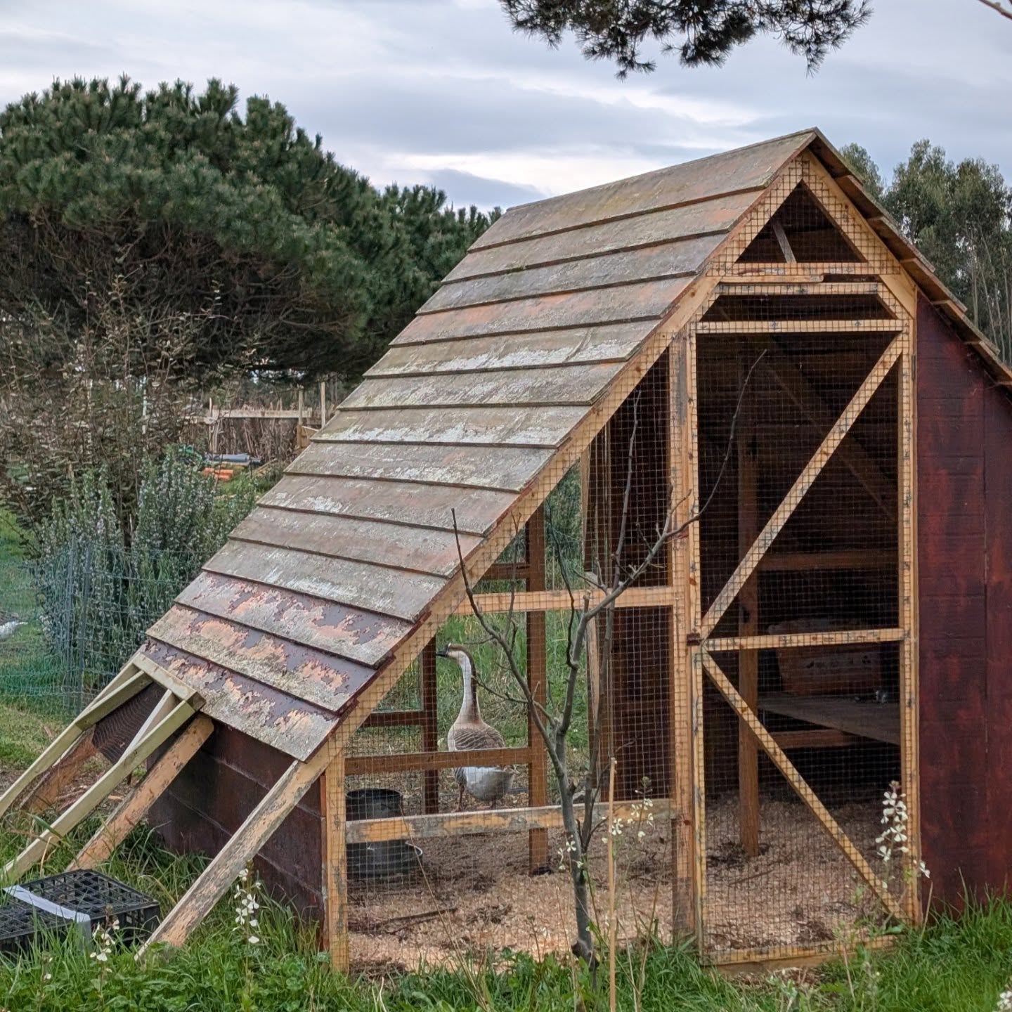 The geese have started mating again, and one of the females has been working on a nest, and being more protective of her space. Today we found and egg, but unfortunately, it was broken.