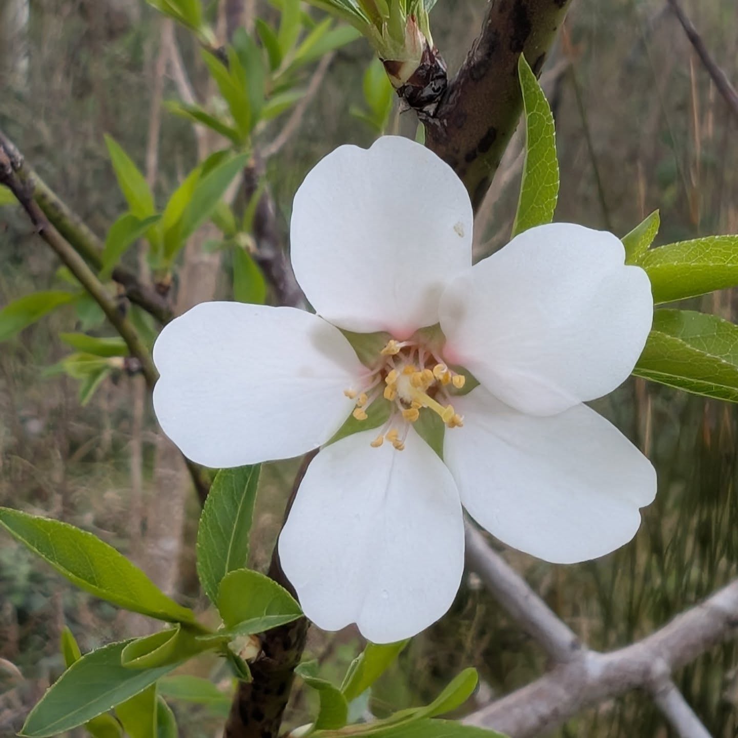 Flowers at the moment. The bees are loving the rosemary 🐝