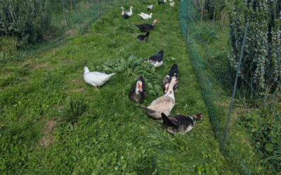 Fresh pasture for the ducks.