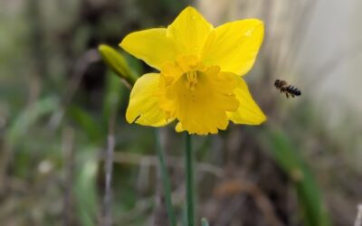 It’s a tough time for many pollinators but some extra flowers are popping out.