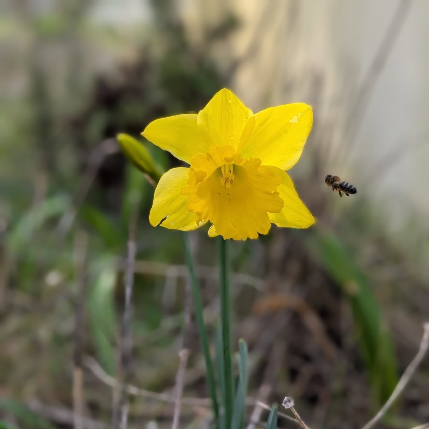 It’s a tough time for many pollinators but some extra flowers are popping out.