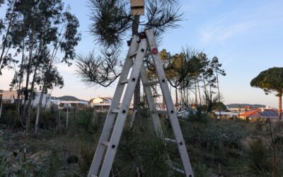 Installing the bat boxes built by the kids.