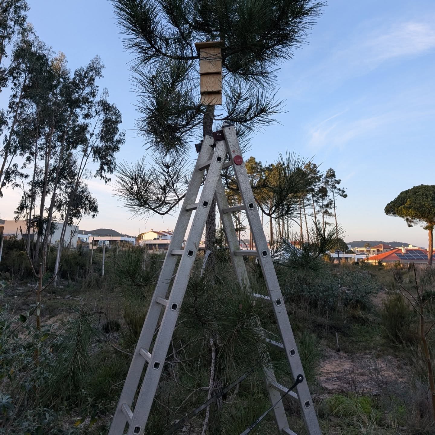 Installing the bat boxes built by the kids.