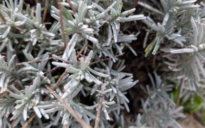 It was time to prune the lavenders