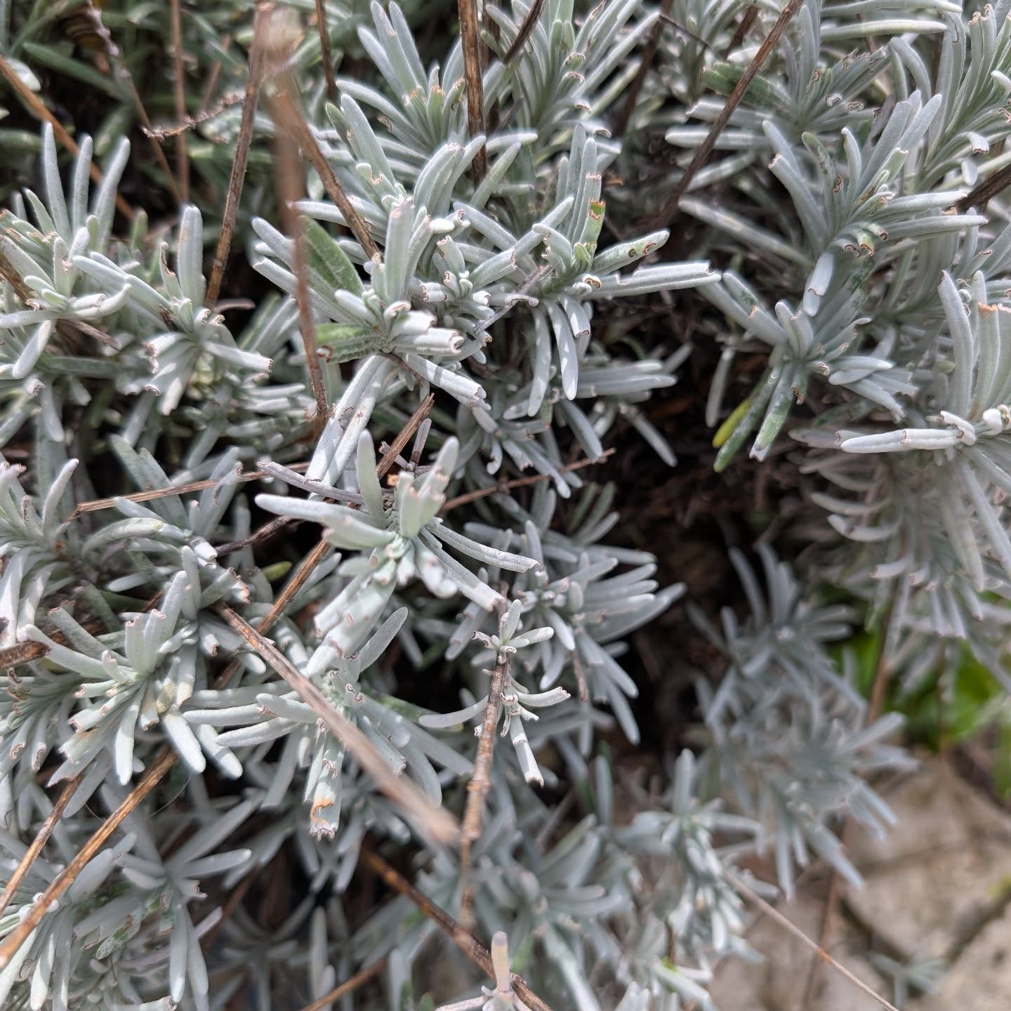 It was time to prune the lavenders