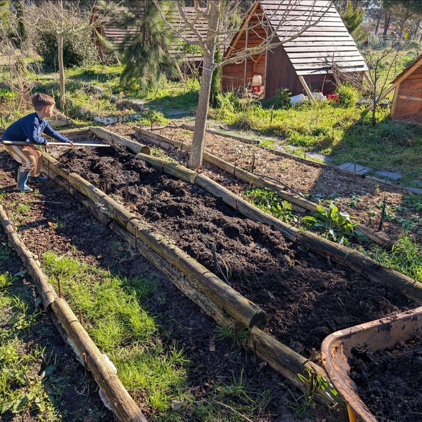 Spreading compost on his veggie garden bed.