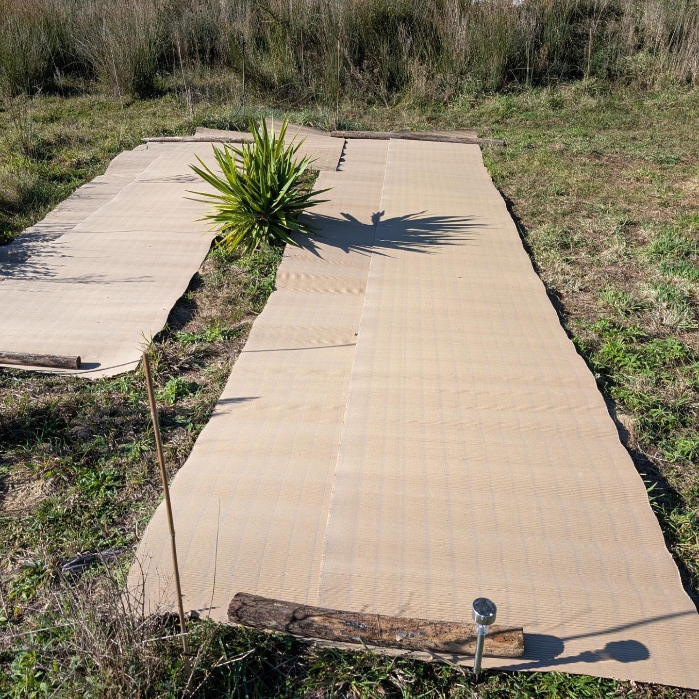 Making a patch of tree cabbage (couve galega) for future use as food for the ducks and geese.