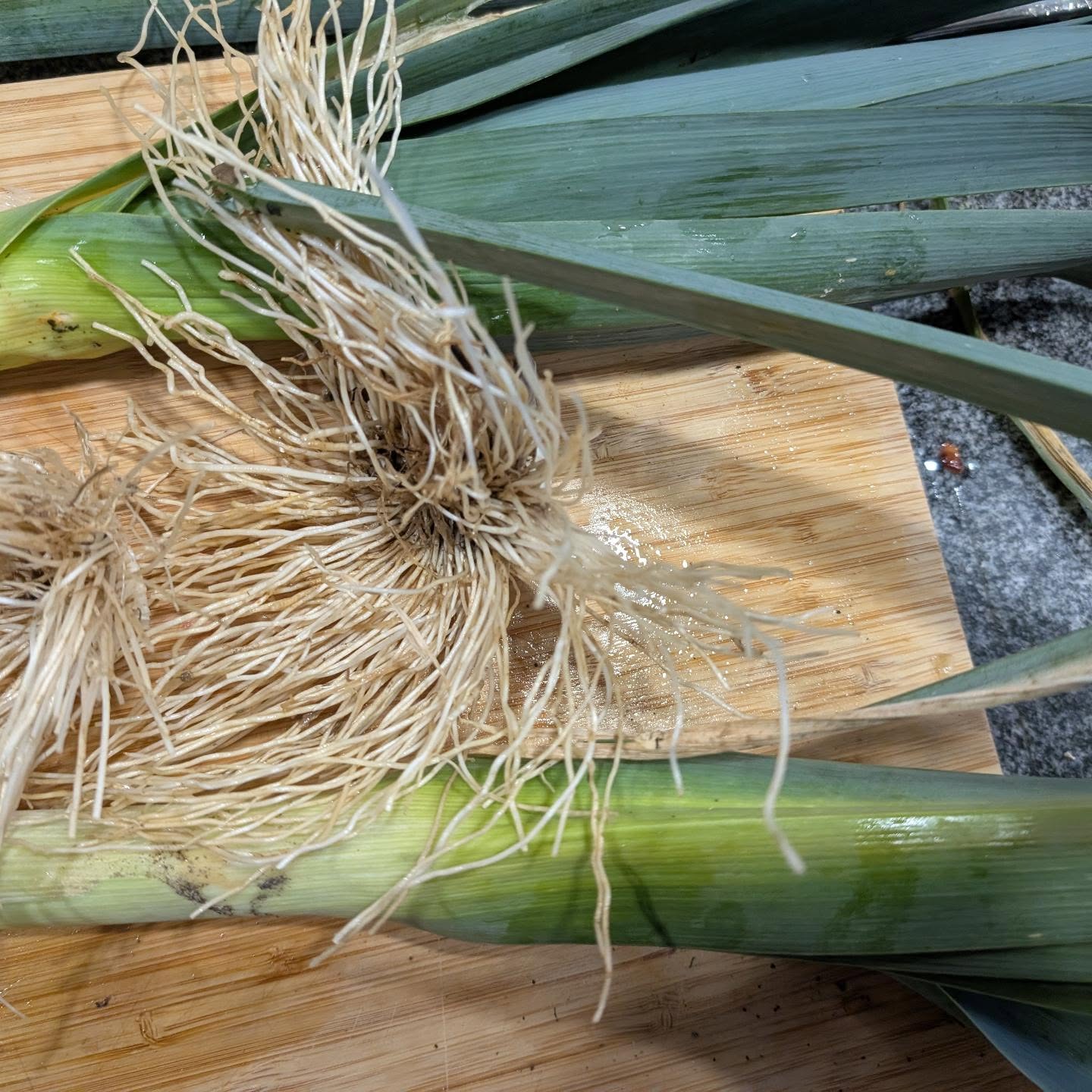 We harvested leek from our garden and it was sooooo delicious 😋