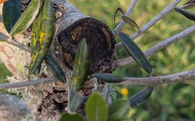 The olive trees needed some cleaning up, so we pruned them.