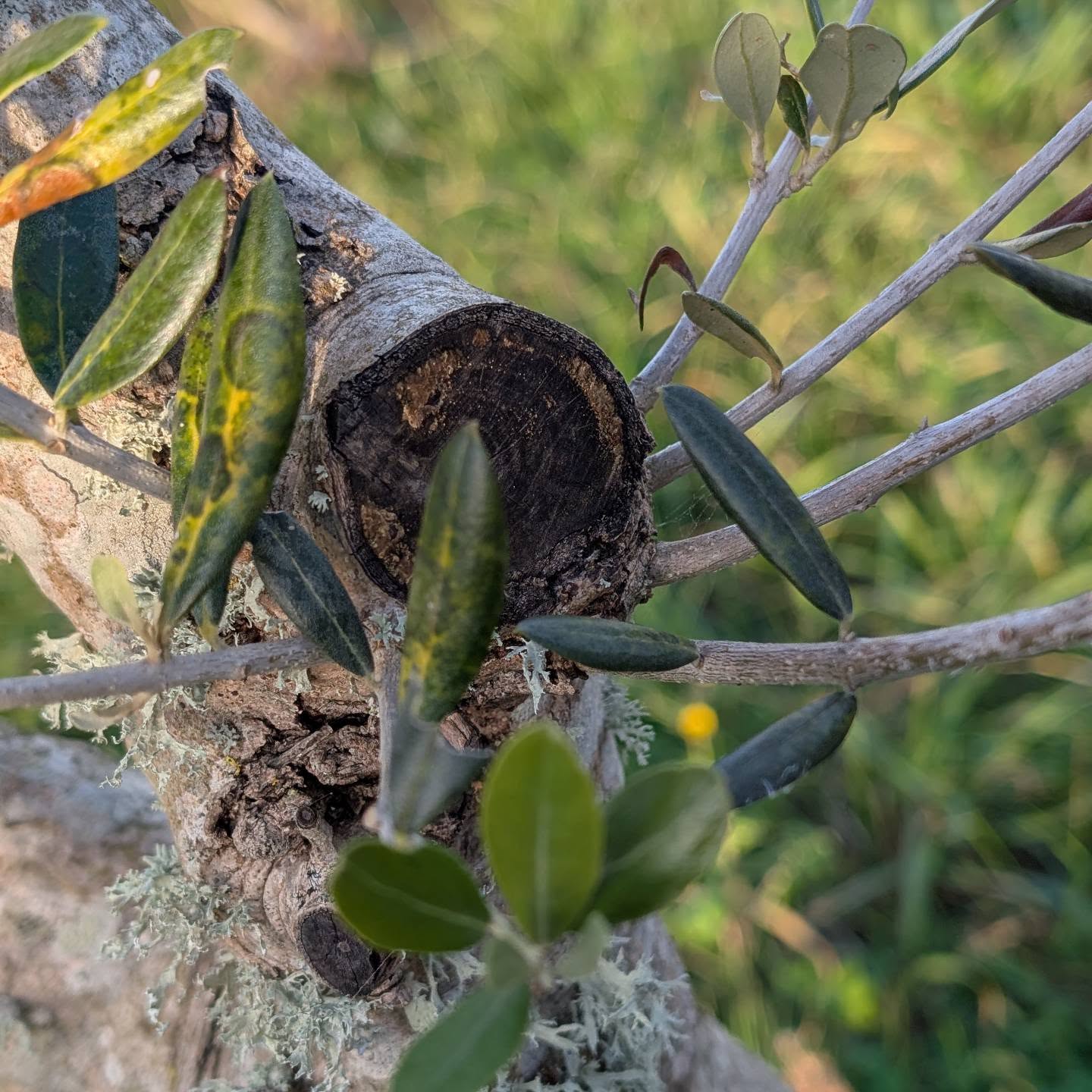 The olive trees needed some cleaning up, so we pruned them.