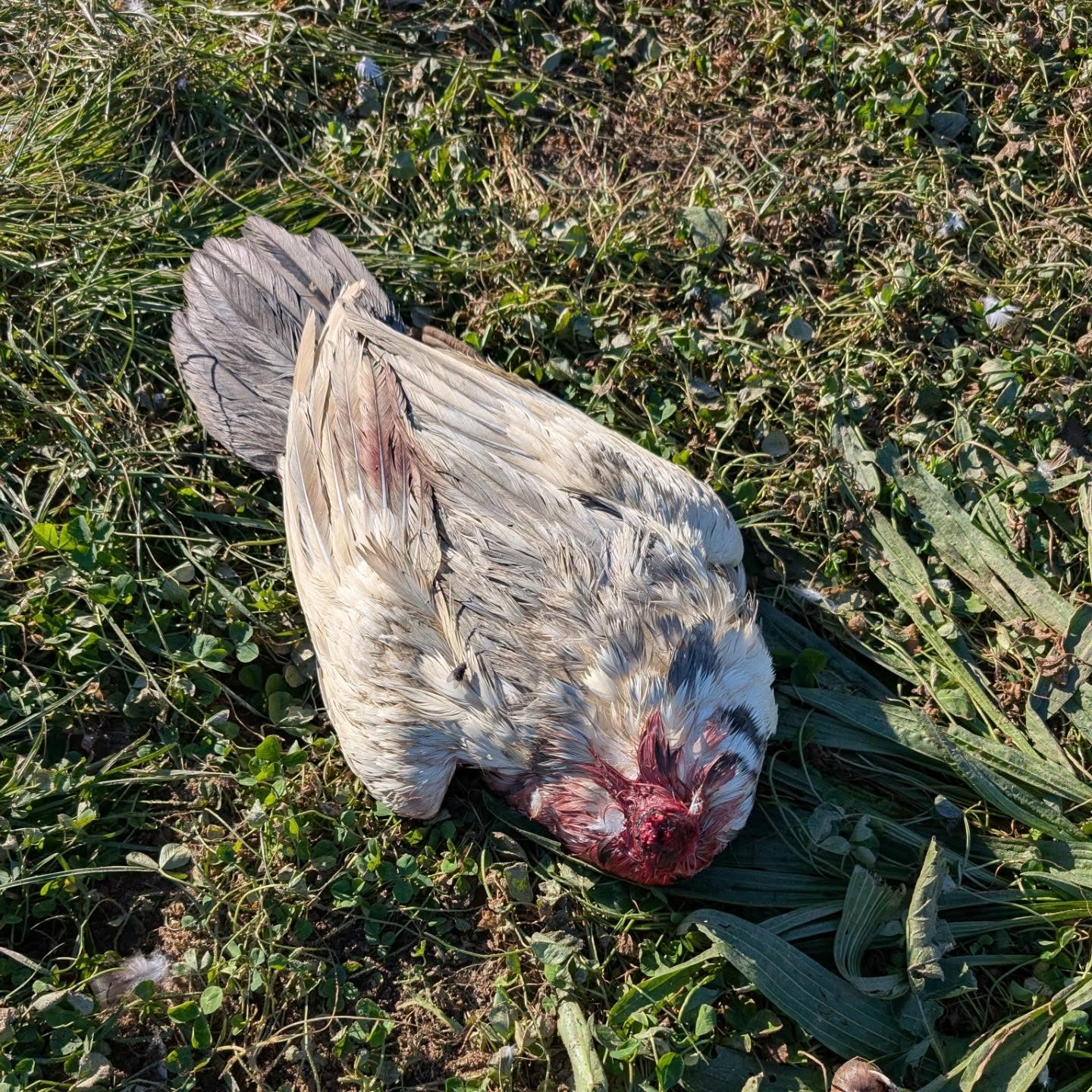 Not a great day for the ducks today.