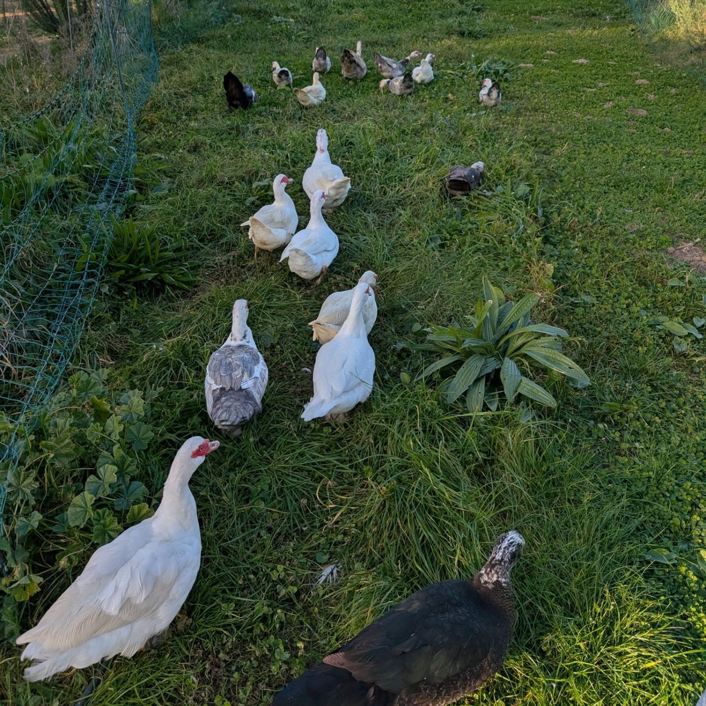 Overdue fresh grass for the ducks.