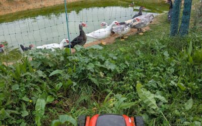 Mowing in preparation for moving the birds to fresh pasture.