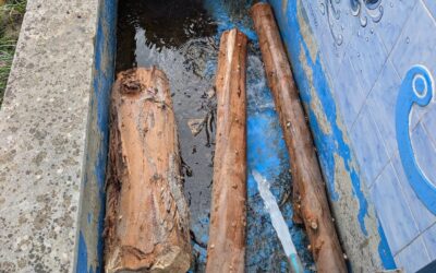 Soaking eucalyptus logs inoculated with shiitake plugs last year.