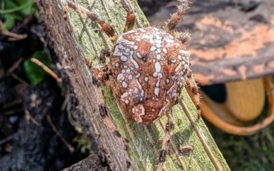 Large European garden spider bothered by my work mixing the compost.