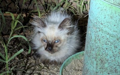 New feral kittens dropped.