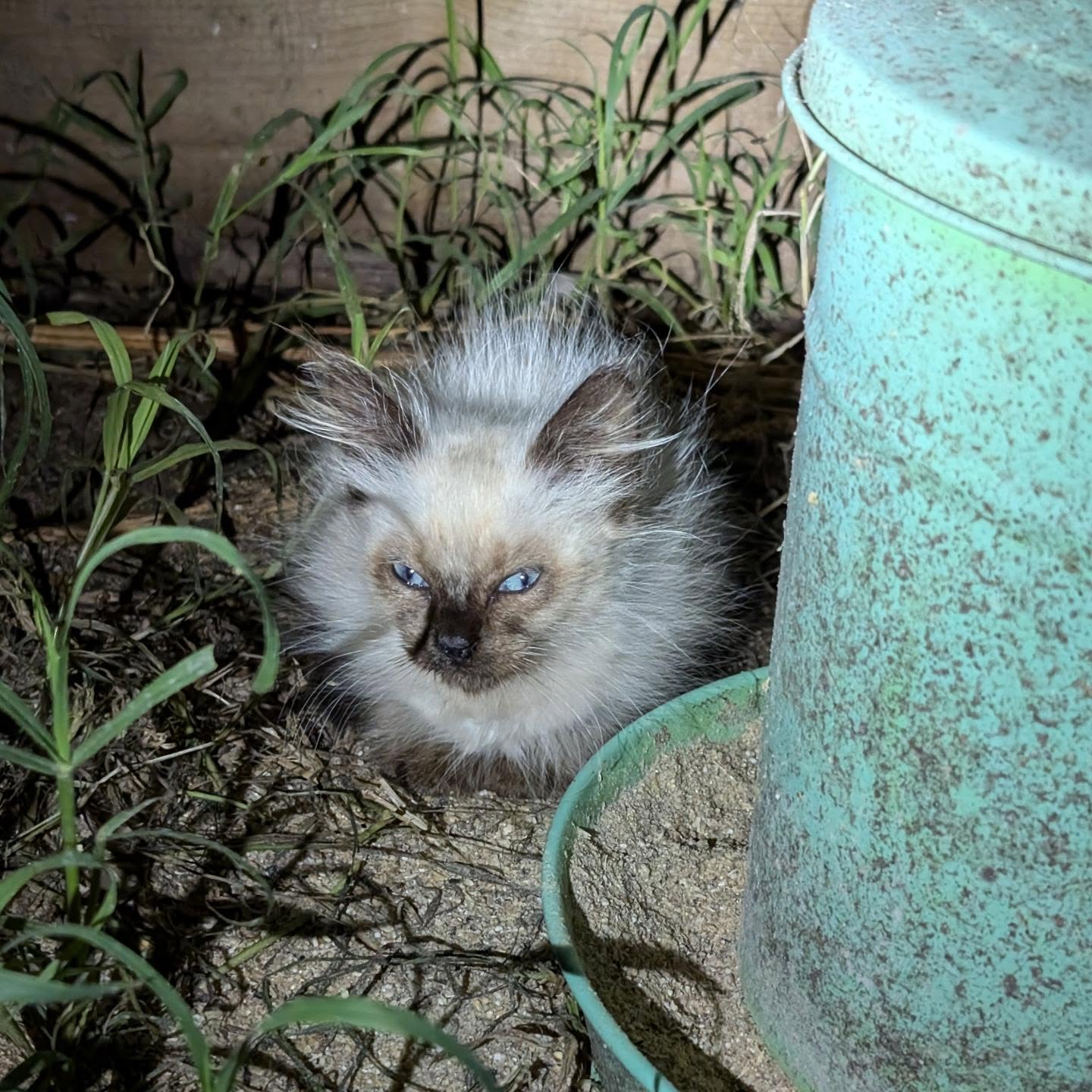 New feral kittens dropped.