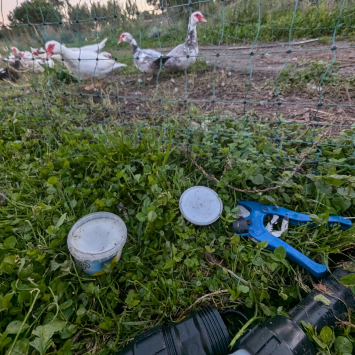 The ducks observing irrigation pipe repair work.
